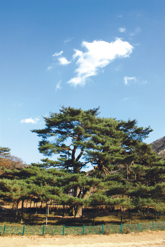술이 있는 마을 이미지